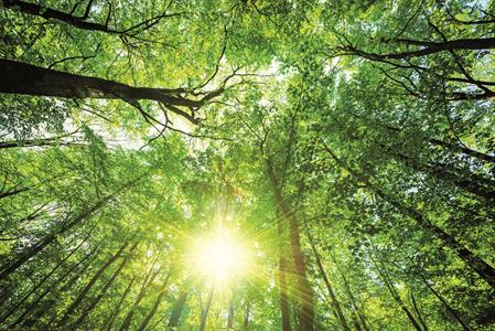 Forest_ErP Forest_ErP